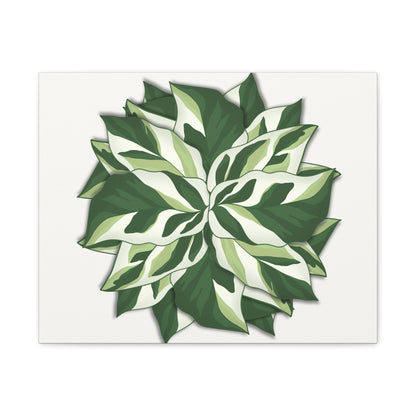 Calathea White Fusion Canvas Print – Botanical Wall Art