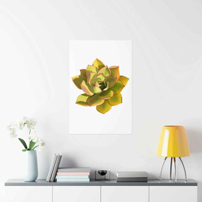 Noble Aeonium Succulent Botanical Print – Unframed Wall Art