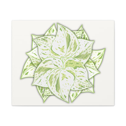 Snow Queen Pothos Canvas Print – Botanical Wall Art