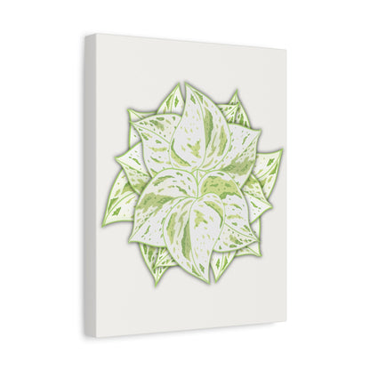 Snow Queen Pothos Canvas Print – Botanical Wall Art