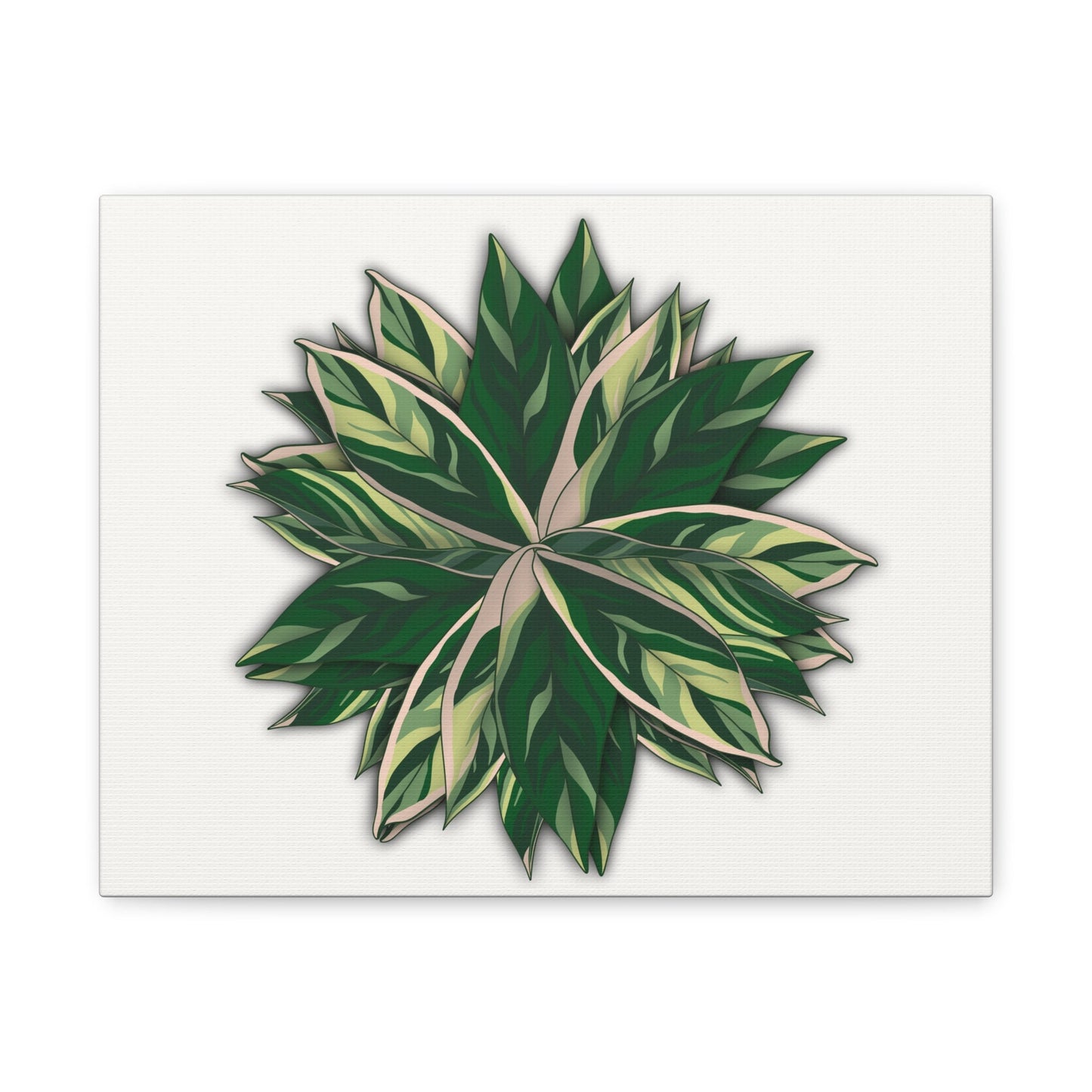 Stromanthe Triostar Canvas Print – Botanical Wall Art