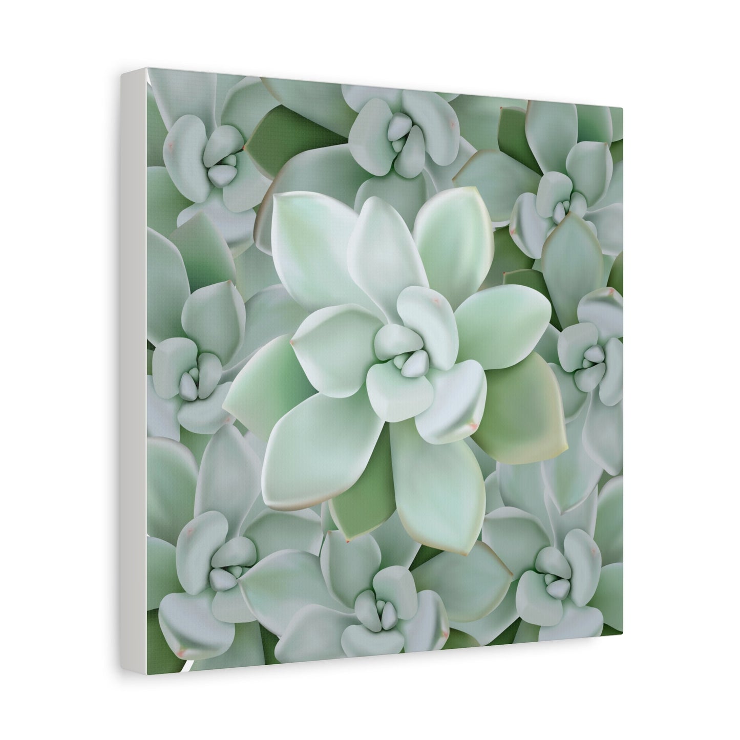 Pachyveria Haagei Succulent Pattern Canvas Print – Botanical Wall Art