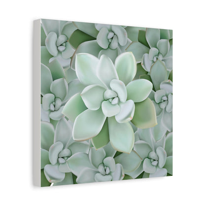Pachyveria Haagei Succulent Pattern Canvas Print – Botanical Wall Art