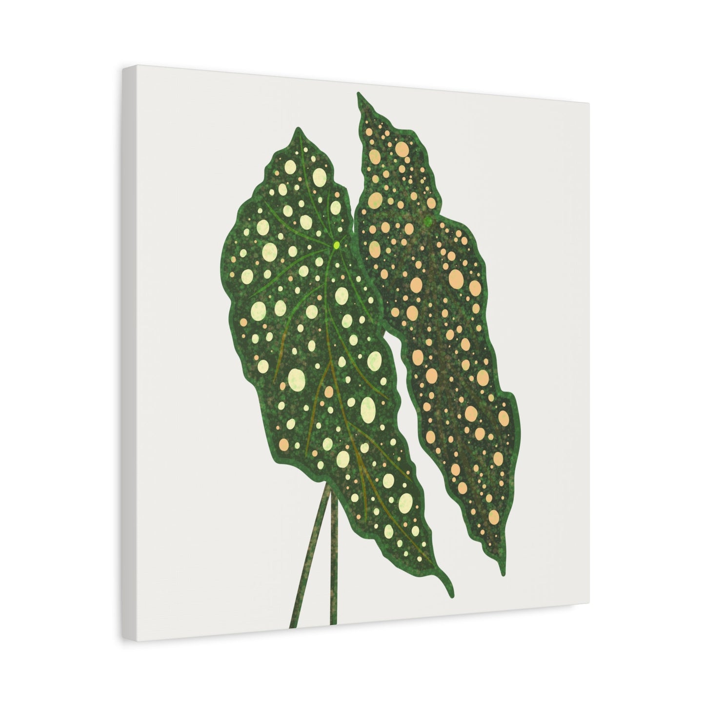 Begonia Maculata Canvas Print – Botanical Wall Art