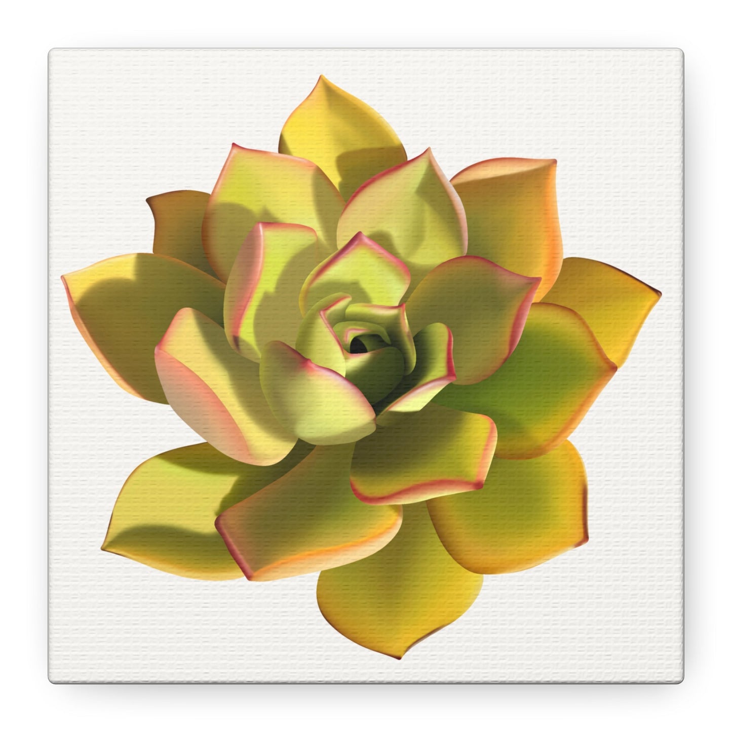 Noble Aeonium Succulent Canvas Print – Botanical Wall Art