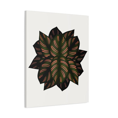Calathea Pinstripe Canvas Print – Botanical Wall Art