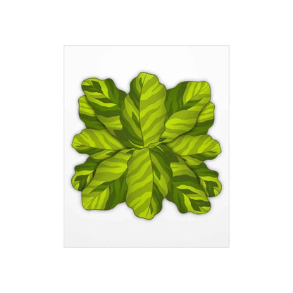 Calathea Yellow Fusion Botanical Print – Unframed Wall Art