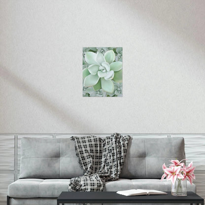 Pachyveria Haagei Succulent Pattern Botanical Print – Unframed Wall Art