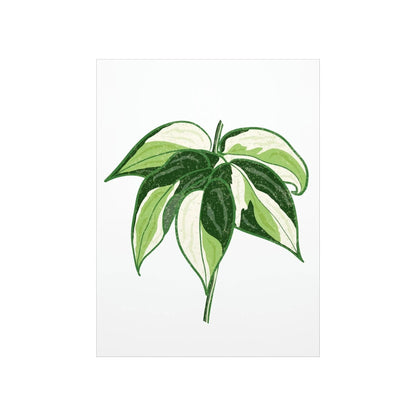Philodendron Cream Splash Botanical Print – Unframed Wall Art
