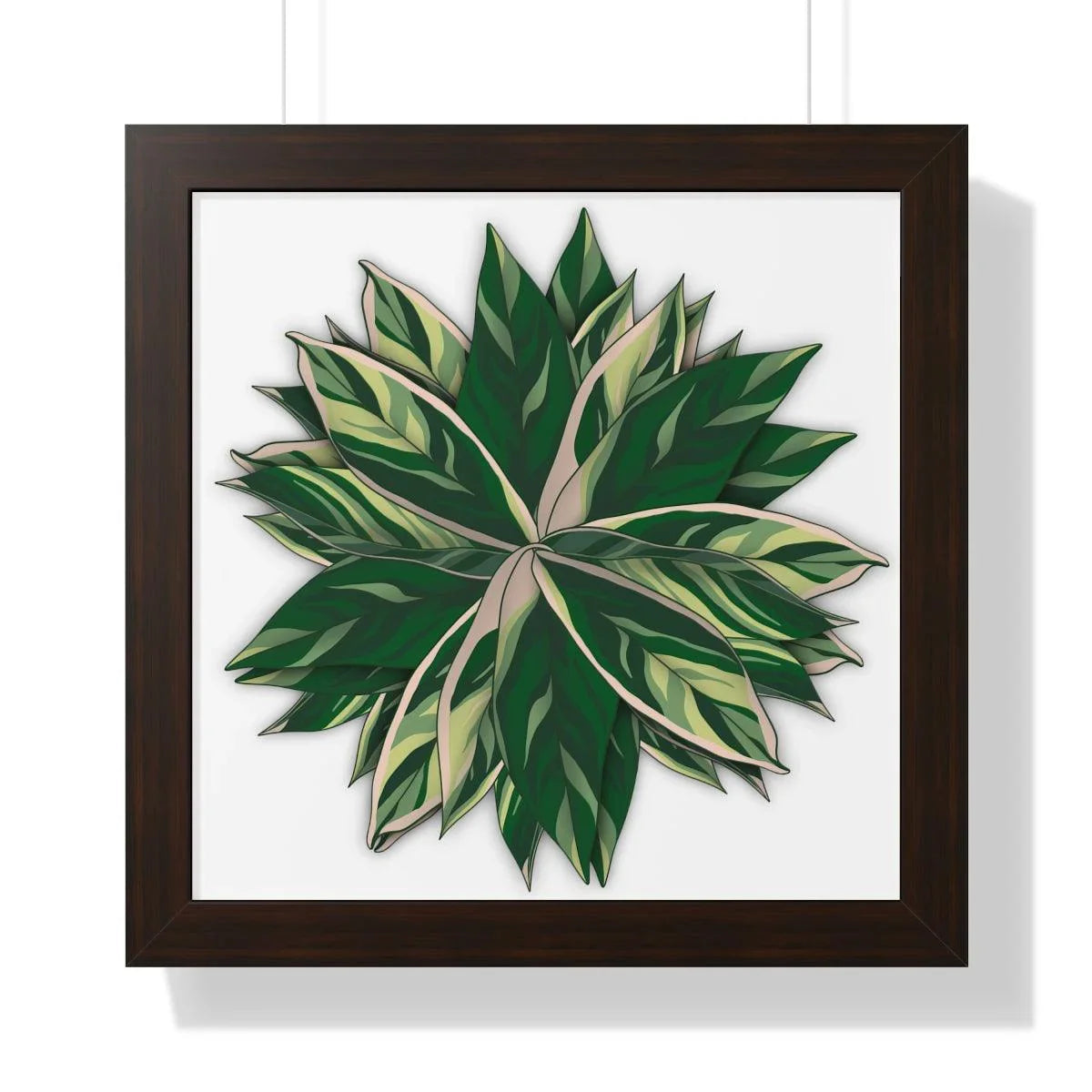 Stromanthe Triostar Framed Print – Botanical Wall Art