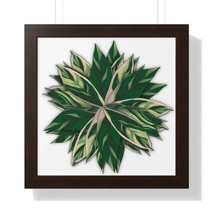 Stromanthe Triostar Framed Print – Botanical Wall Art