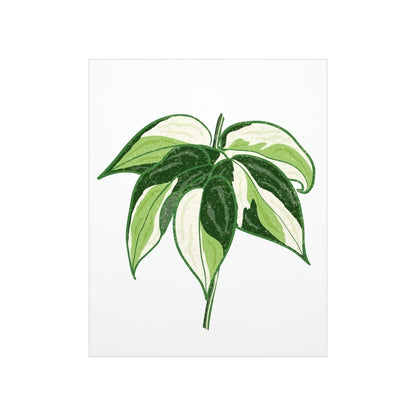 Philodendron Cream Splash Botanical Print – Unframed Wall Art