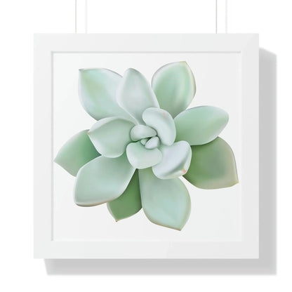 Pachyveria Haagei Succulent Framed Print – Botanical Wall Art