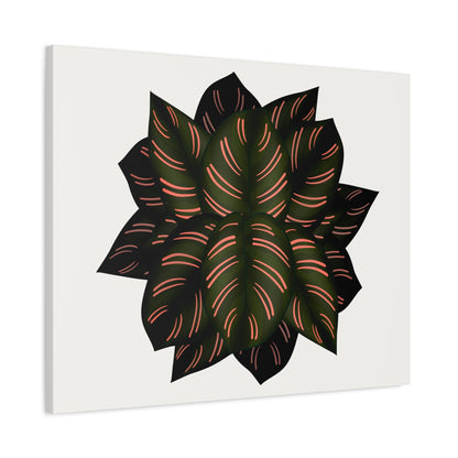 Calathea Pinstripe Canvas Print – Botanical Wall Art
