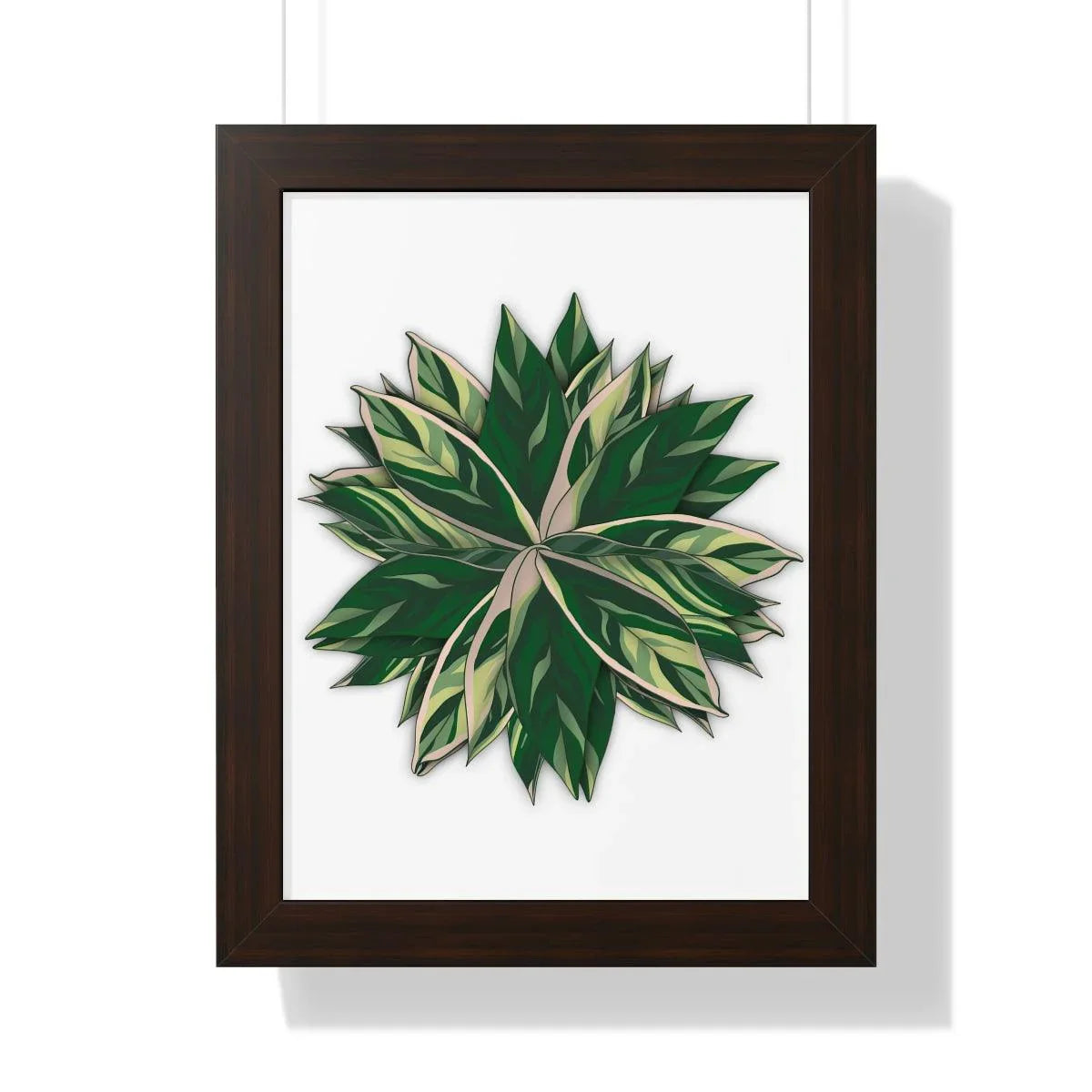 Stromanthe Triostar Framed Print – Botanical Wall Art
