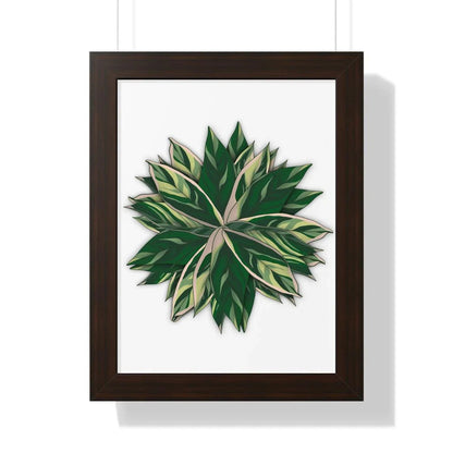 Stromanthe Triostar Framed Print – Botanical Wall Art