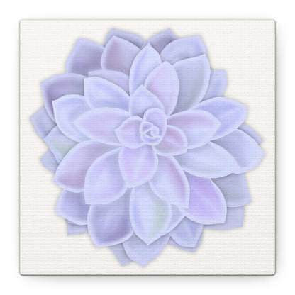 Graptopetalum Murasaki Succulent Canvas Print – Botanical Wall Art