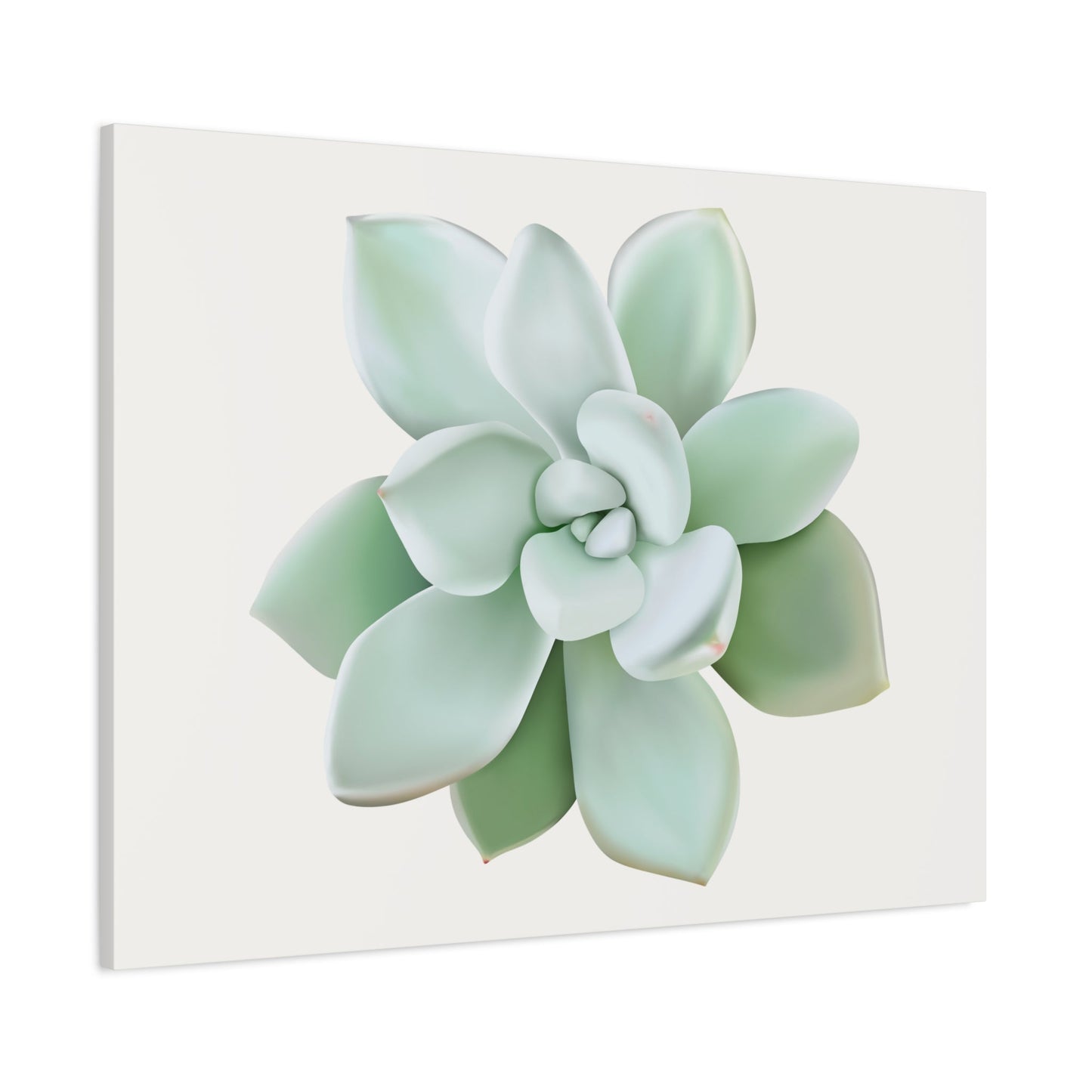 Pachyveria Haagei Succulent Canvas Print – Botanical Wall Art