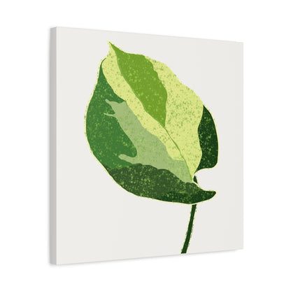 Manjula Pothos Illustrated Canvas Print – Botanical Wall Art
