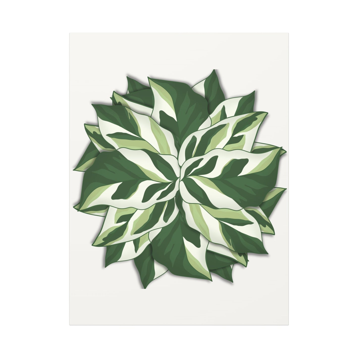 Calathea White Fusion Canvas Print – Botanical Wall Art
