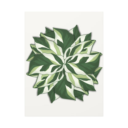 Calathea White Fusion Canvas Print – Botanical Wall Art