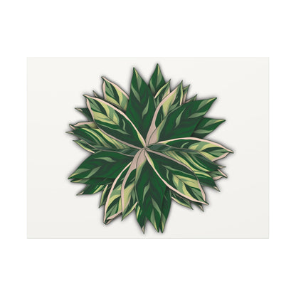 Stromanthe Triostar Canvas Print – Botanical Wall Art