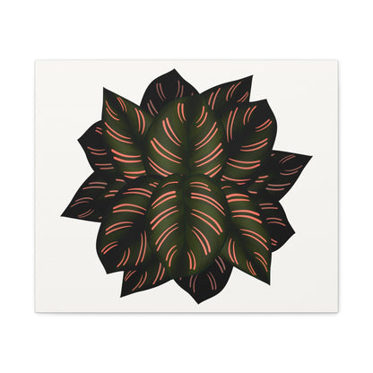 Calathea Pinstripe Canvas Print – Botanical Wall Art