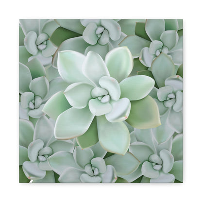 Pachyveria Haagei Succulent Pattern Canvas Print – Botanical Wall Art