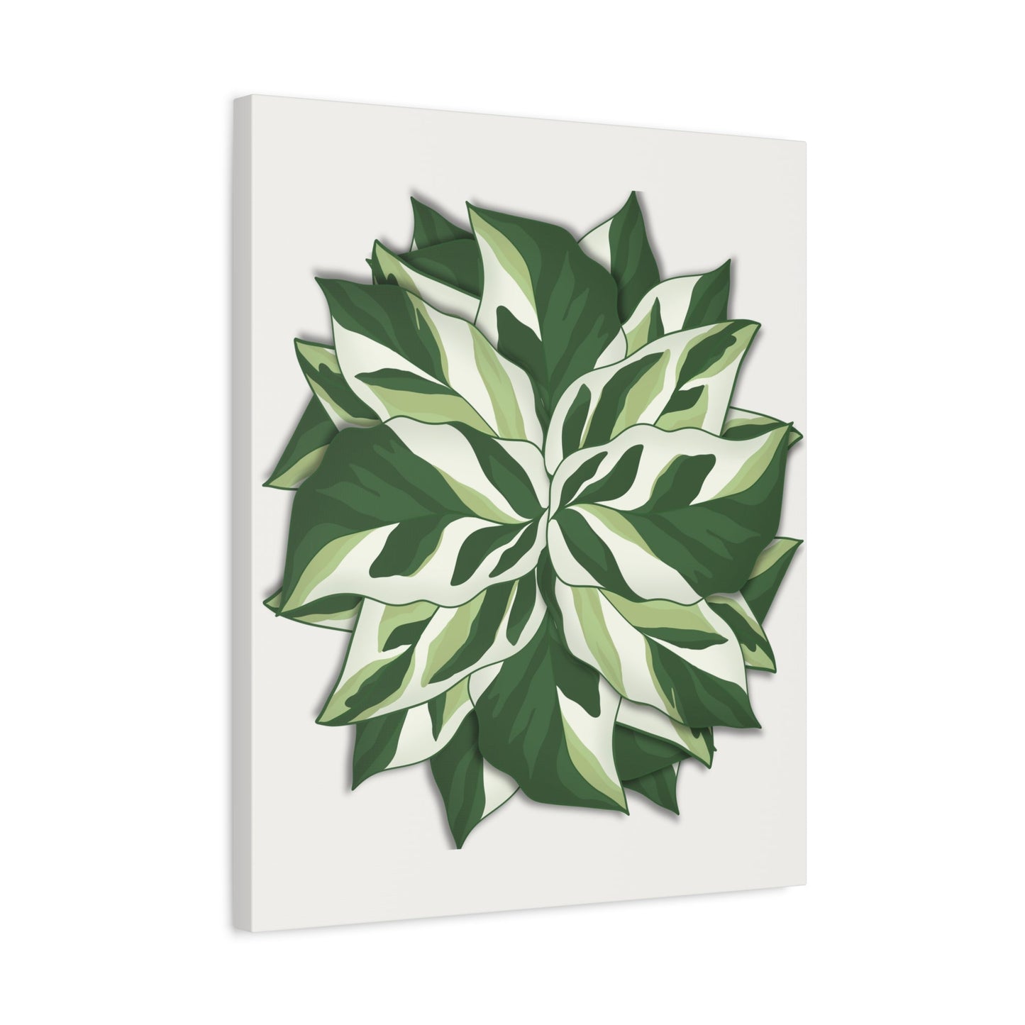 Calathea White Fusion Canvas Print – Botanical Wall Art