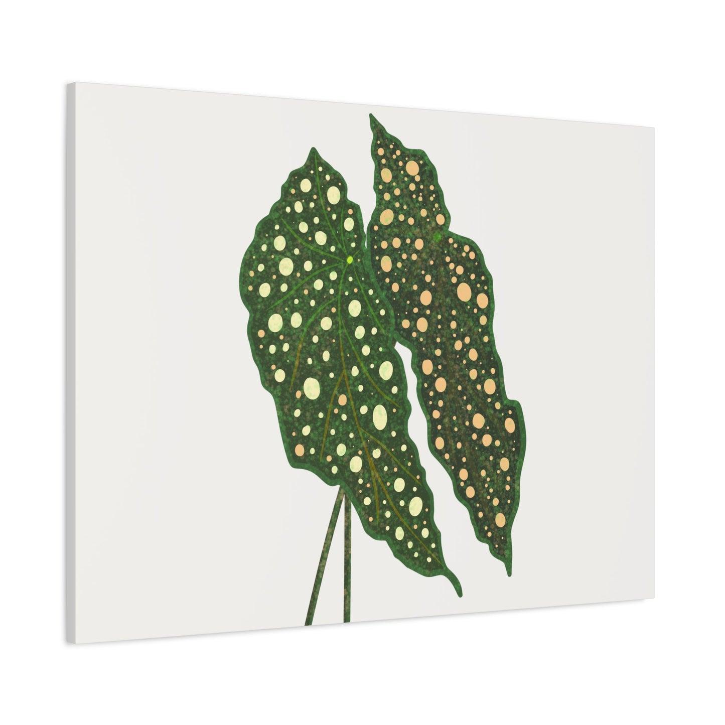 Begonia Maculata Canvas Print – Botanical Wall Art