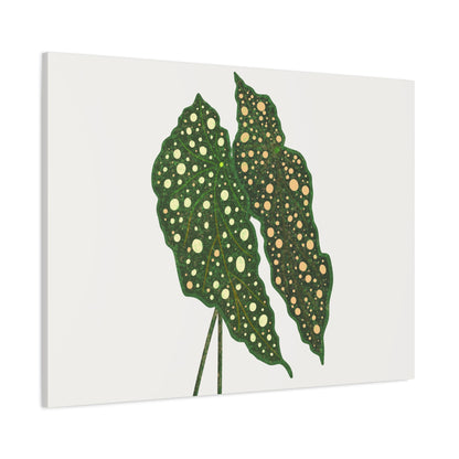 Begonia Maculata Canvas Print – Botanical Wall Art