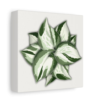Manjula Pothos Canvas Print – Botanical Wall Art