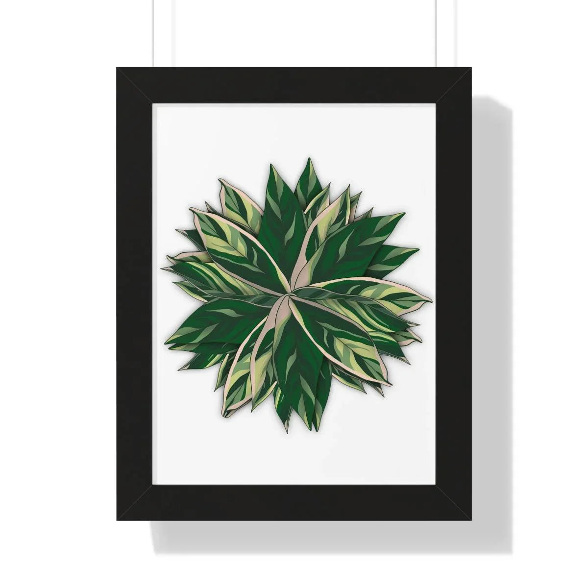 Stromanthe Triostar Framed Print – Botanical Wall Art