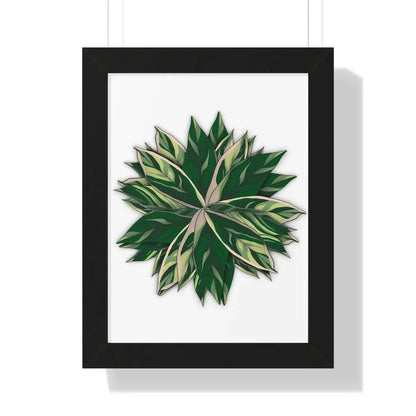 Stromanthe Triostar Framed Print – Botanical Wall Art