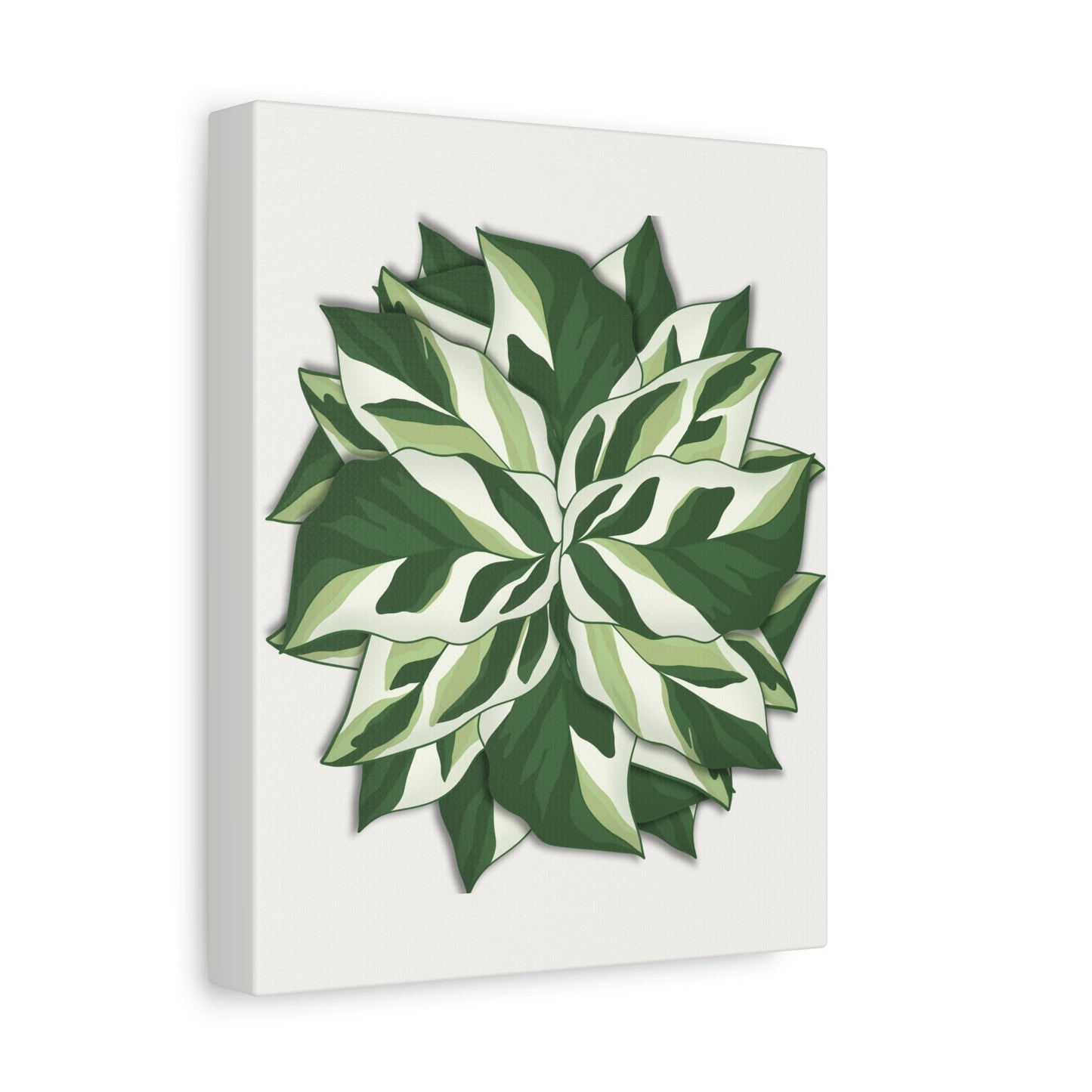 Calathea White Fusion Canvas Print – Botanical Wall Art