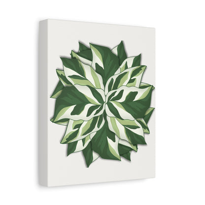 Calathea White Fusion Canvas Print – Botanical Wall Art