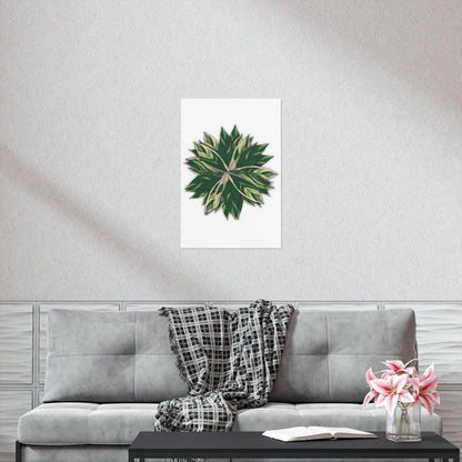 Stromanthe Triostar Botanical Print – Unframed Wall Art