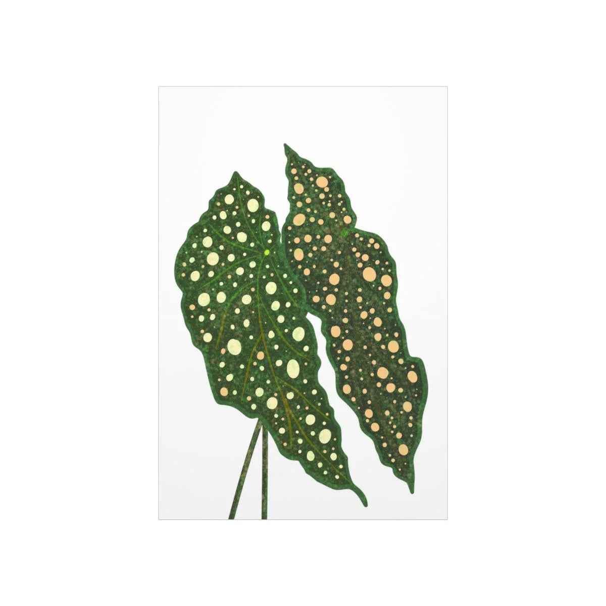 Begonia Maculata Botanical Print – Unframed Wall Art