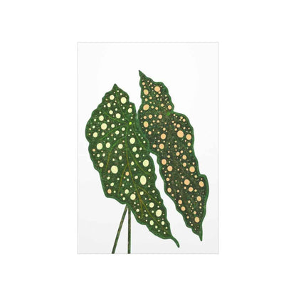 Begonia Maculata Botanical Print – Unframed Wall Art