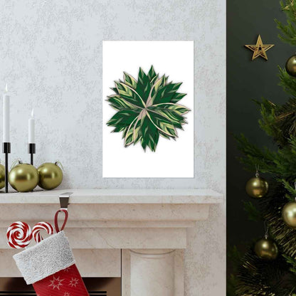 Stromanthe Triostar Botanical Print – Unframed Wall Art