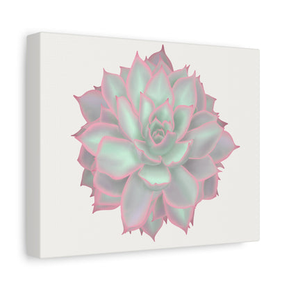 Echeveria Violet Queen Succulent Canvas Print – Botanical Wall Art