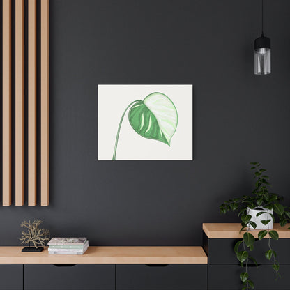 Monstera Albo Canvas Print – Botanical Wall Art