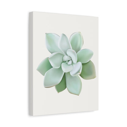 Pachyveria Haagei Succulent Canvas Print – Botanical Wall Art