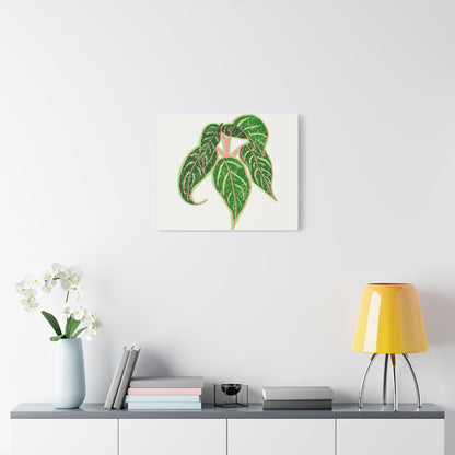 Aglaonema Sparkling Sarah Canvas Print – Botanical Wall Art