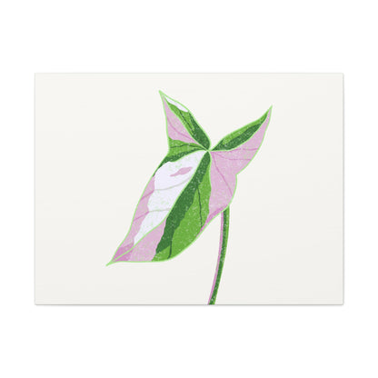 Syngonium Tricolor Canvas Print – Botanical Wall Art