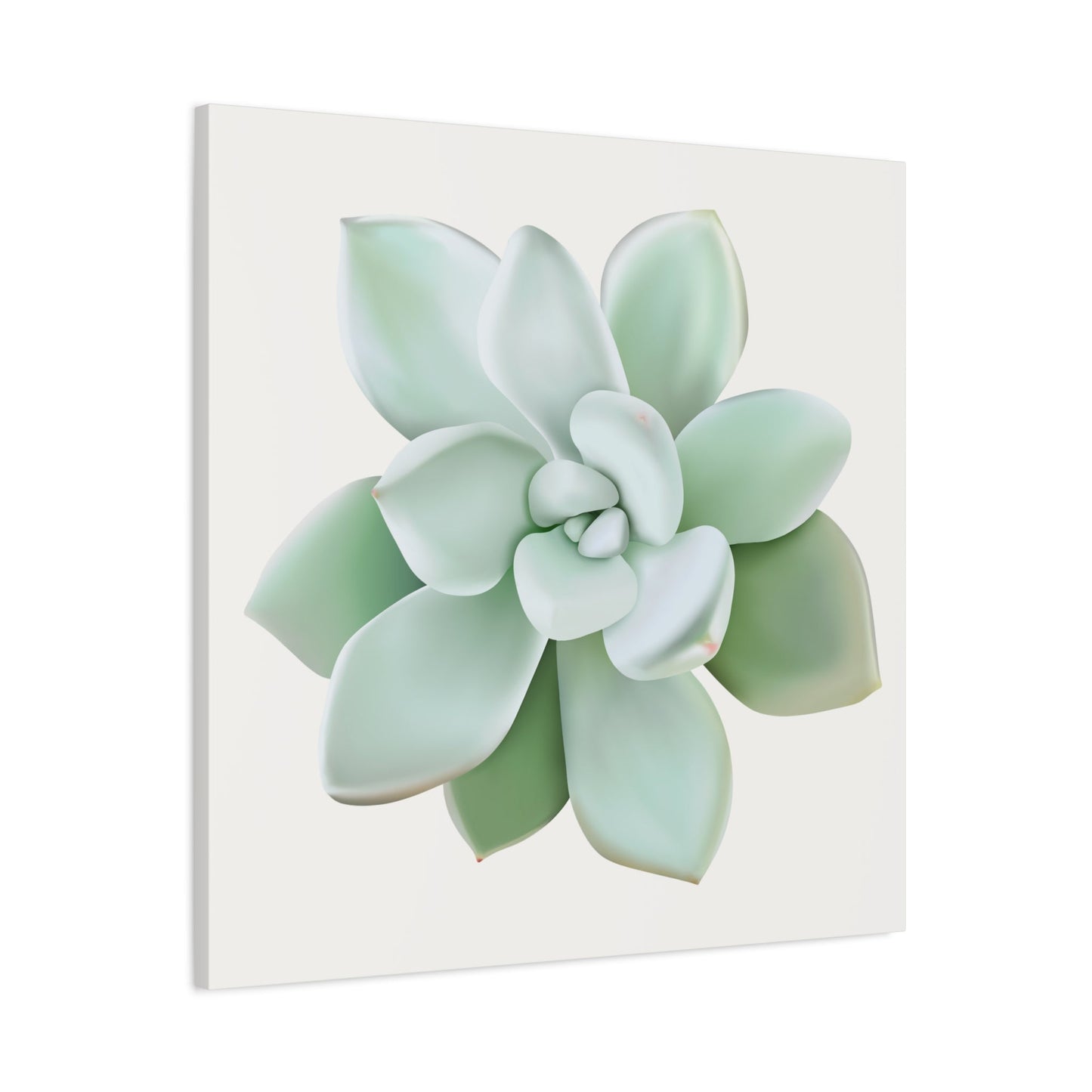 Pachyveria Haagei Succulent Canvas Print – Botanical Wall Art