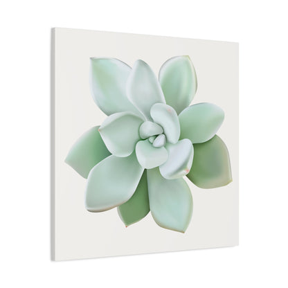 Pachyveria Haagei Succulent Canvas Print – Botanical Wall Art