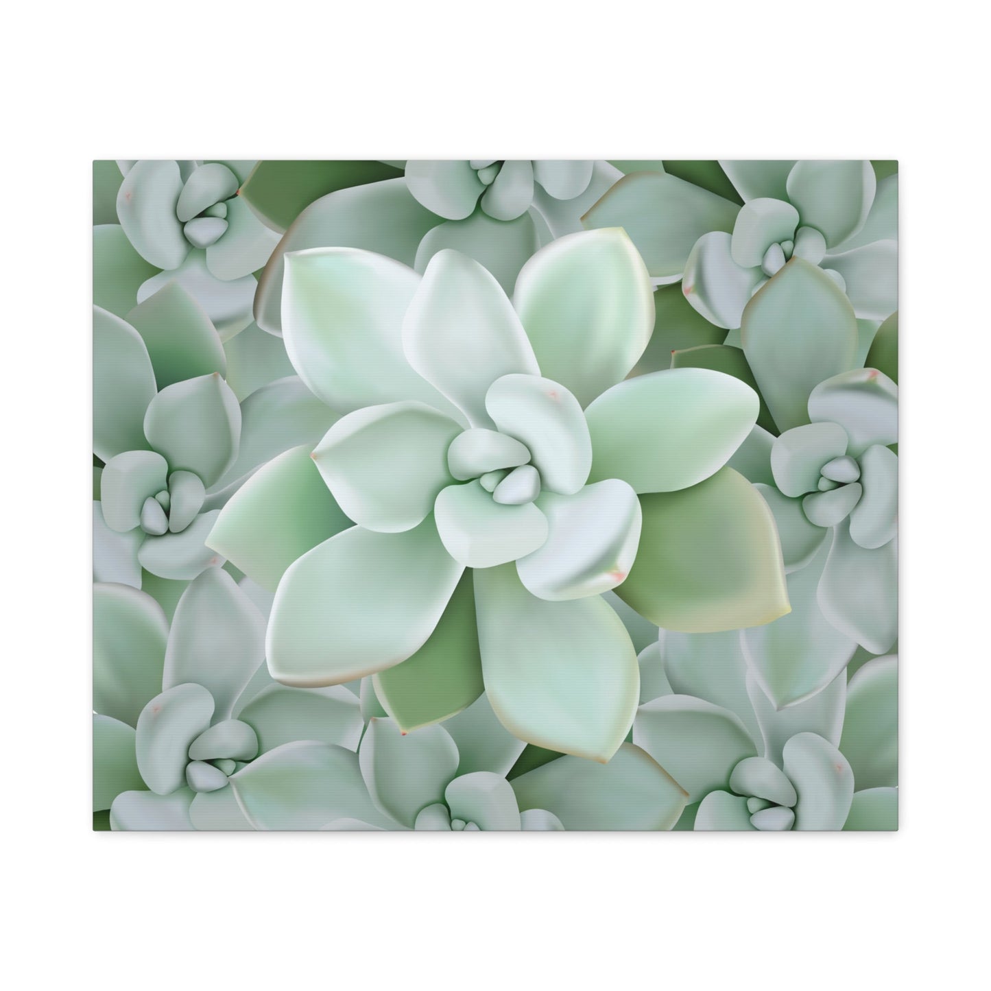 Pachyveria Haagei Succulent Pattern Canvas Print – Botanical Wall Art