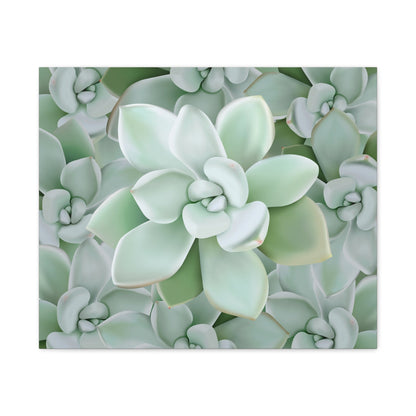 Pachyveria Haagei Succulent Pattern Canvas Print – Botanical Wall Art