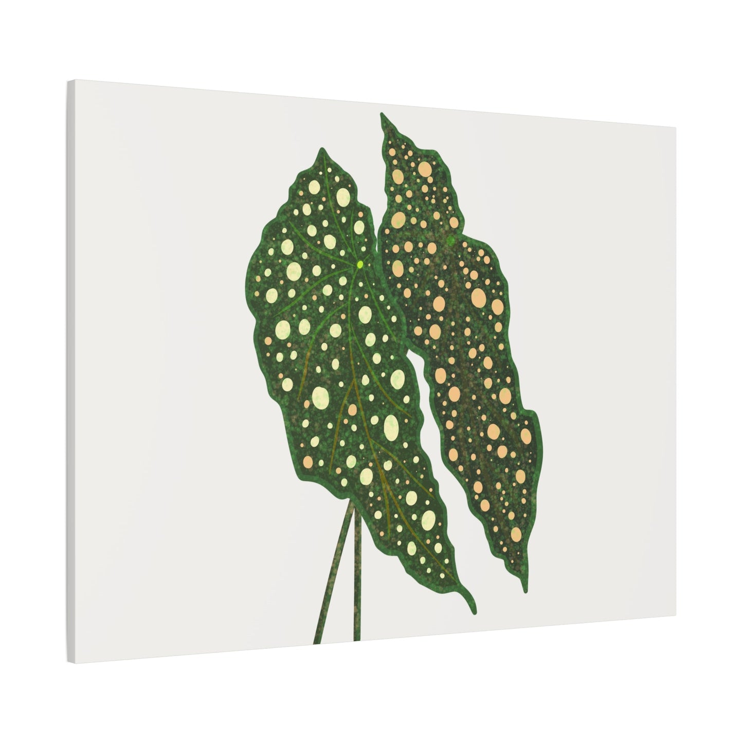 Begonia Maculata Canvas Print – Botanical Wall Art